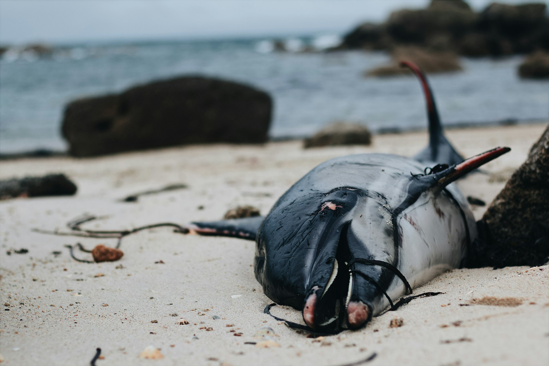 arrêtons la surproduction la surconsommation protect the ocean, terrestrial and aquatic ecosystems